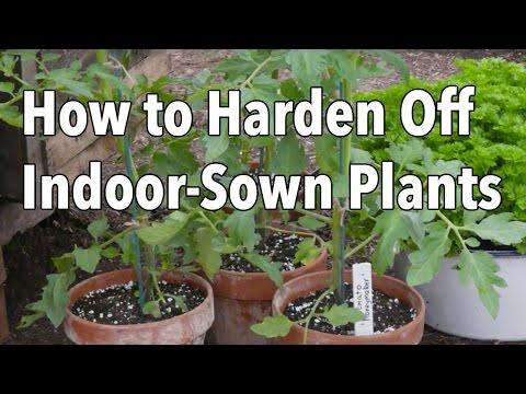Embedded thumbnail for How to Harden Off Plants